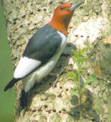 Red-headed Woodpecker